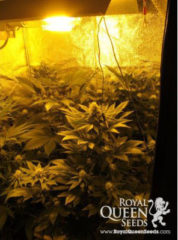White Widow Hanfpflanzen aus feminisierten Hanfsamen 