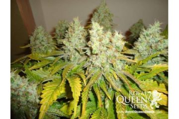 White Widow Hanfpflanzen aus feminisierten Hanfsamen 
