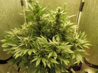 White Widow Hanfpflanzen aus feminisierten Hanfsamen