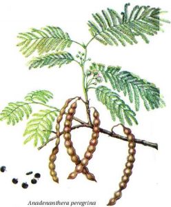 Anadenanthera peregrina zeichnung