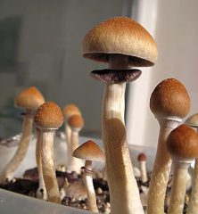 Mexikanische Pilze bestellen – Wirkung, Erfahrungen, Dosierung