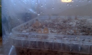 Mushroom Growkit & Growbox Erfahrung - ein Bericht 13 zauberpilz zucht growbericht Tag 15