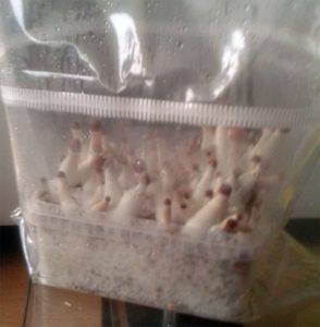 Magic Mushrooms im Growkit
