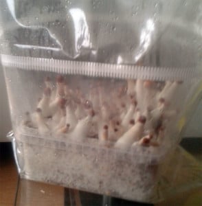 Mushroom Growkit & Growbox Erfahrung - ein Bericht 15 Magic Mushrooms im Growkit