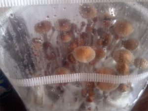 Magic Mushrooms Ernte