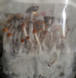 Mushroom Growkit & Growbox Erfahrung - ein Bericht 16 zauberpilz zucht growbericht