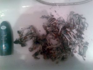 zauberpilz zucht grow shrooms