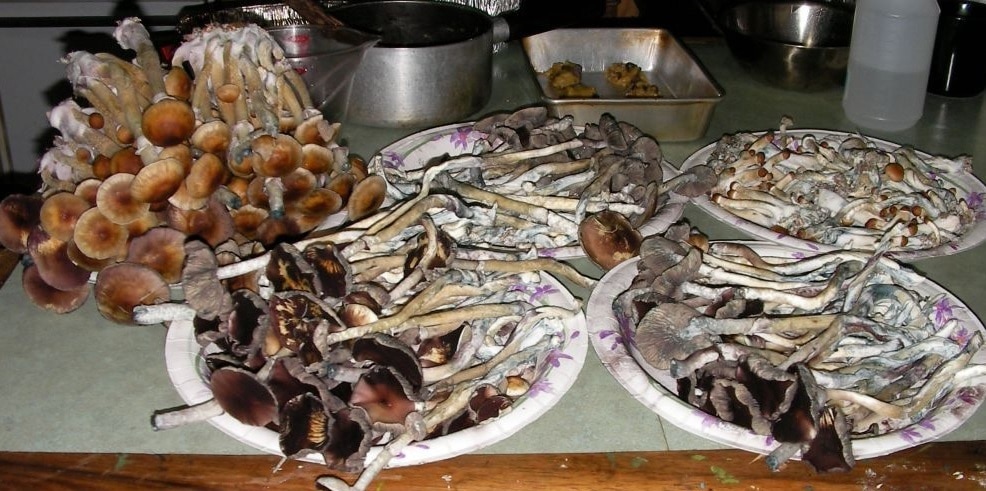 Magic Mushrooms Wirkung, Dosierung & vieles mehr 21 zauberpilze
