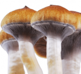Magic Mushrooms Trip kann die Persönlichkeitsstruktur nachhaltig verändern