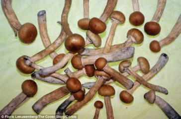 frische magic mushrooms auf dem haufen