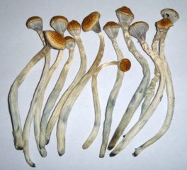 zauberpilze