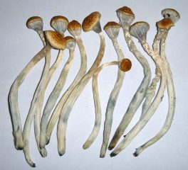 zauberpilze image
