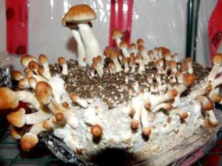 zauberpilze zucht kuchen LQ image