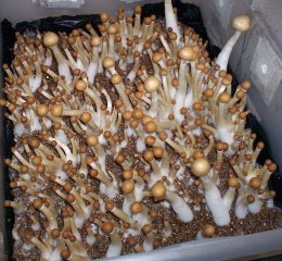 zauberpilze züchten image