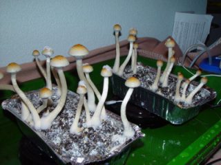 zauberpilze zuechten anbauen image