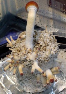 Magic Mushrooms züchten & Zauberpilze anbauen 61 Zauberpilze Züchten