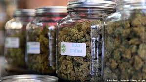 Cannabis Legalisierung in Deutschland 8 image 10 Am Mittwoch hat die neue Ampelkoalition unter Bundeskanzler Olaf Scholz ihre Pläne im neuen Koalitionsvertrag für Deutschland vorgestellt. Unter dem Motto "Fortschritte wagen" stellten die Parteien ein 177-seitiges Dokument vor, das Pläne zur Einführung der kontrollierten Abgabe von Cannabis in Deutschland enthält.