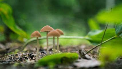 Psilocybinhaltige Pilze kaufen