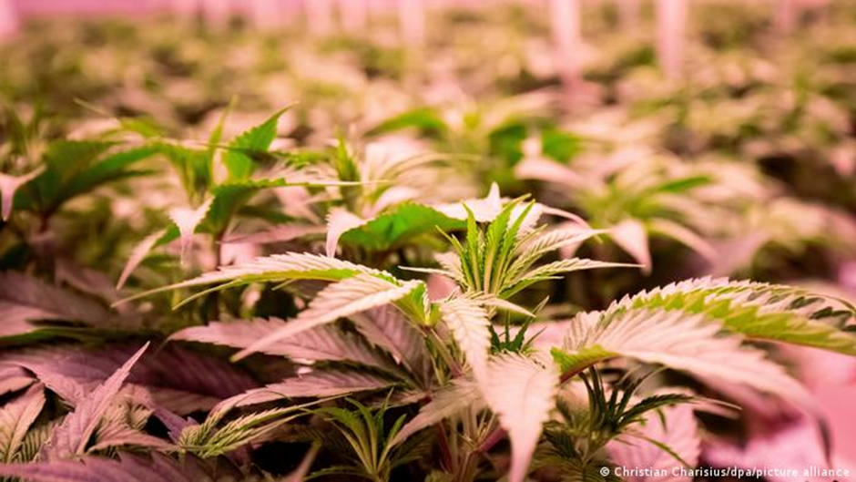 Cannabis Legalisierung in Deutschland 1 image 7 Am Mittwoch hat die neue Ampelkoalition unter Bundeskanzler Olaf Scholz ihre Pläne im neuen Koalitionsvertrag für Deutschland vorgestellt. Unter dem Motto "Fortschritte wagen" stellten die Parteien ein 177-seitiges Dokument vor, das Pläne zur Einführung der kontrollierten Abgabe von Cannabis in Deutschland enthält.