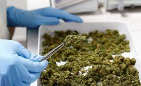 Verständnis von legalem Cannabis