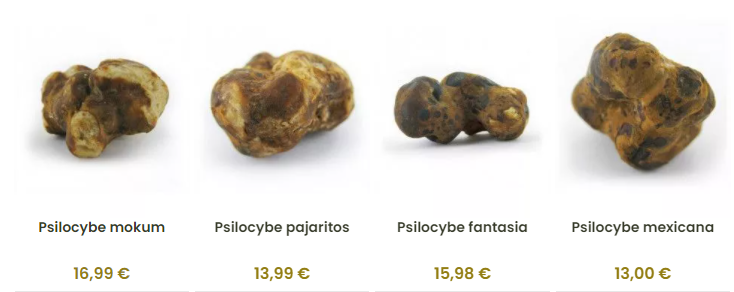 Psilocybinhaltige Pilze kaufen 3 truffel15 Den Magic Mushrooms wird heute so viel Aufmerksamkeit geschenkt. Wir alle sind begierig darauf, die endlosen Vorteile zu entdecken, die sie für unsere geistige Gesundheit und unser spirituelles Leben bieten. Wissenschaftler haben herausgefunden, dass Pilze unser Leben durch spirituelles Erwachen und die Linderung psychischer Probleme wie Angst, Depression und Sucht positiv verändern können. Aber wie hat das alles angefangen? Wer hat die psilocybinhaltige Pilze entdeckt, und wie sind wir hier gelandet? Werfen wir einen kurzen Blick auf die Geschichte der Magic Mushrooms in den verschiedenen historischen Epochen.