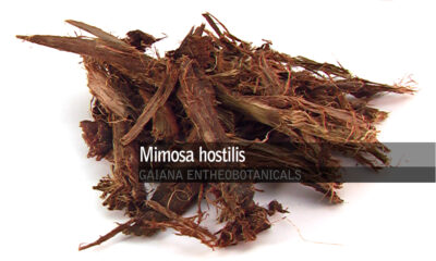 Mimosa hostilis -Jurema- Gaiana