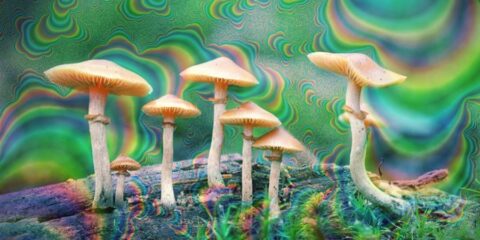 Im Herbst wachsen Magic Mushrooms in den Jahren am besten