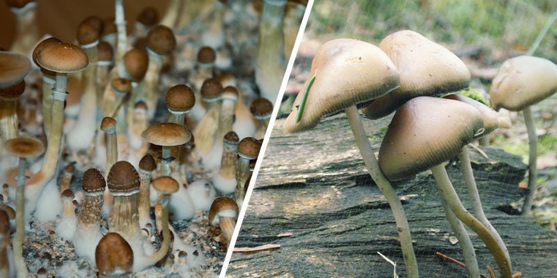 Spitzkegeliger Kahlkopf kaufen 8 How Many Magic Mushroom Species Are There Der Spitzkegelige Kahlkopf, auch als Psilocybe semilanceata bekannt, ist ein magischer Pilz, der weltweit in Wäldern und Wiesen gefunden wird.
