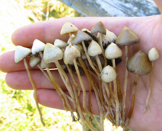 Spitzkegeliger Kahlkopf kaufen 1 Spitzkegeliger Kahlkopf kaufen bei