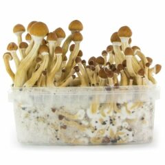 Magic Mushroom Growkit bei ... bestellen