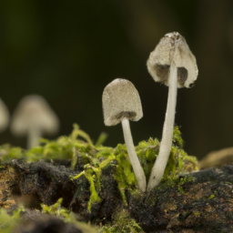 Zauberpilze mikrodosieren 1 Zauberpilze mikrodosieren