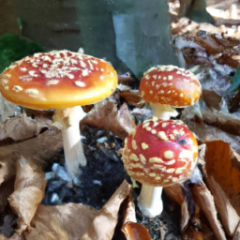 Wie man Zauberpilze anbaut ?