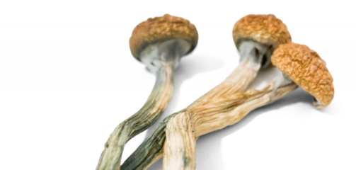 Magic Mushrooms kaufen