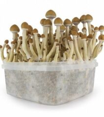 Copelandia Growkit für die Zauberpilz Effekte