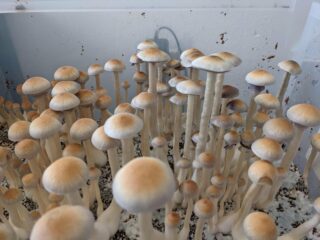Das Psilocybe Natalensis Growkit: Alles, was Sie wissen müssen
