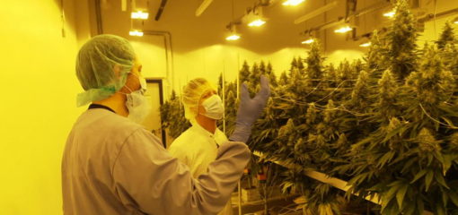 Deutschland plant Legalisierung von Cannabis