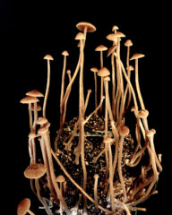 Die psychedelische Renaissance: Wie Psilocybin die mentale Gesundheit revolutioniert