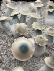 Entdeckung des Psilocybe Cubensis GHOST: Eine seltene und faszinierende Sorte