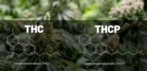 CBD und THCP: Revolution in der Welt der Cannabinoide