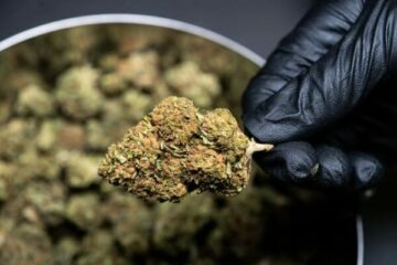 Großartige Entdeckung für Cannabis-Enthusiasten: Ein ausführlicher Blick auf Grosbuzz.com