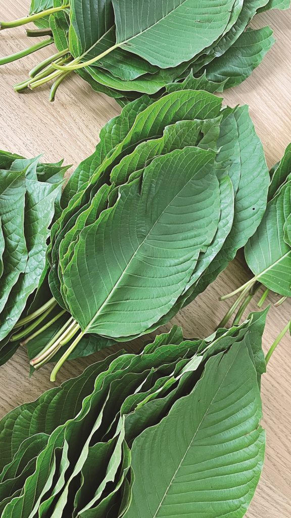 Kratoms Wirkungen und Dosierungen 2 close up kratom leaf green leaf background 576x1024 1 Kratom wird für seine vielseitigen Effekte geschätzt, die je nach Dosierung variieren. In kleinen Mengen wirkt es stimulierend und erhöht die Energie und Aufmerksamkeit. In höheren Dosen hat es eine beruhigende Wirkung, lindert Schmerzen und fördert den Schlaf.