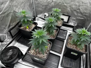autopot