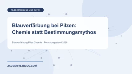 Blauverfärbung bei Pilzen: Chemie statt Bestimmungsmythos – wissenschaftliche Übersicht mit Schlüsselbegriffen und Forschungsstand 2026