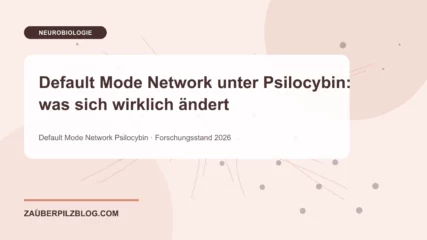 Default Mode Network unter Psilocybin: was sich wirklich ändert – wissenschaftliche Übersicht mit Schlüsselbegriffen und Forschungsstand 2026