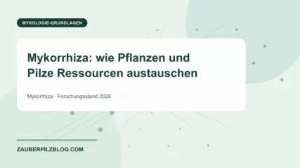 Mykorrhiza: wie Pflanzen und Pilze Ressourcen austauschen – wissenschaftliche Übersicht mit Schlüsselbegriffen und Forschungsstand 2026