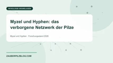 Myzel und Hyphen: das verborgene Netzwerk der Pilze – wissenschaftliche Übersicht mit Schlüsselbegriffen und Forschungsstand 2026