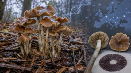 Karamellbraune Pilze mit welligem Hut auf feuchten Holzschnitzeln, ergänzt durch Lamellenansicht, Sporenabdruck und Genomgrafik