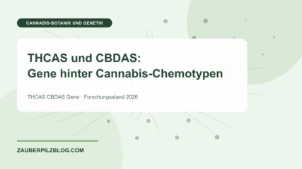 THCAS und CBDAS: Gene hinter Cannabis-Chemotypen – wissenschaftliche Übersicht mit Schlüsselbegriffen und Forschungsstand 2026
